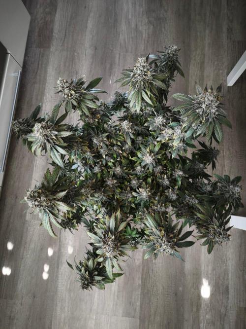 ROOTS 420 vol.2. Week 16