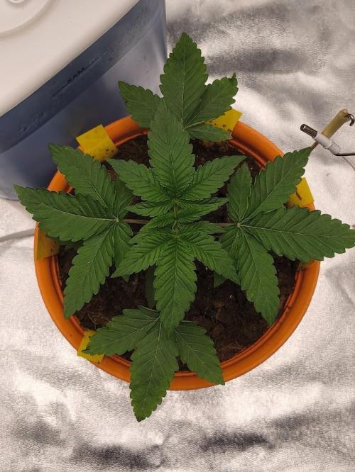 ROOTS 420 vol.3. Week 2