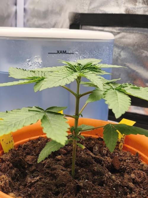 ROOTS 420 vol.3. Week 2