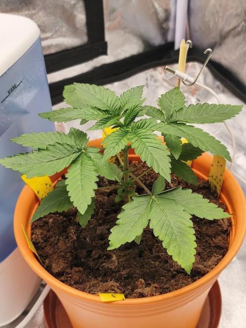 White Widow. Week 2