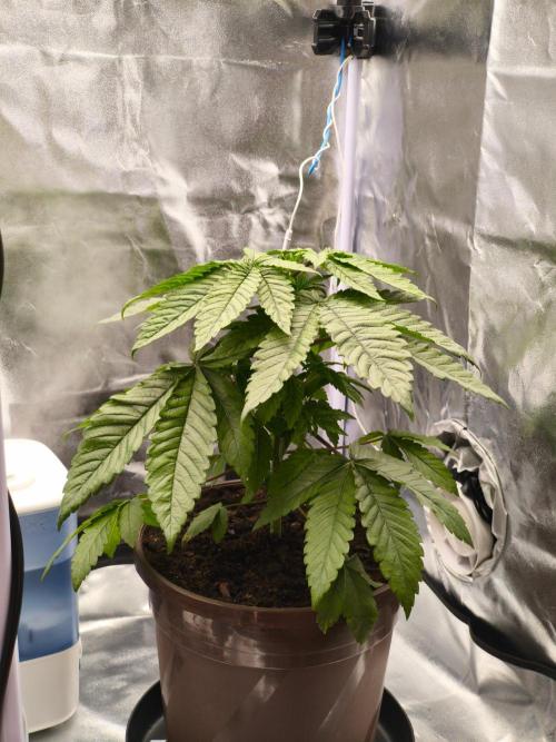 ROOTS 420 vol.3. Week 4