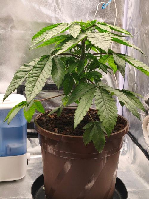 White Widow. Week 4