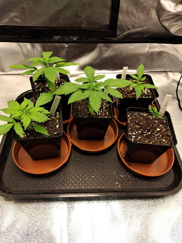 00 shit seeds. Week 2 - Week2 from seed 00 fast blueberry look okay 00 fast california kush ok shit tho 