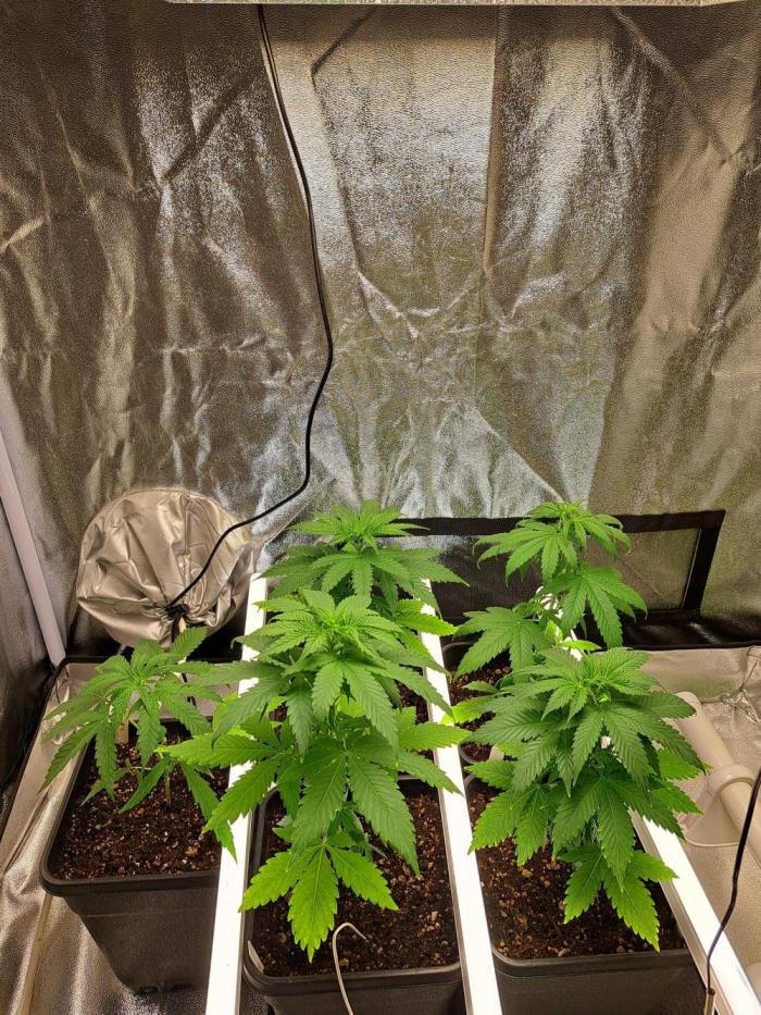 00 shit seeds. Week 1