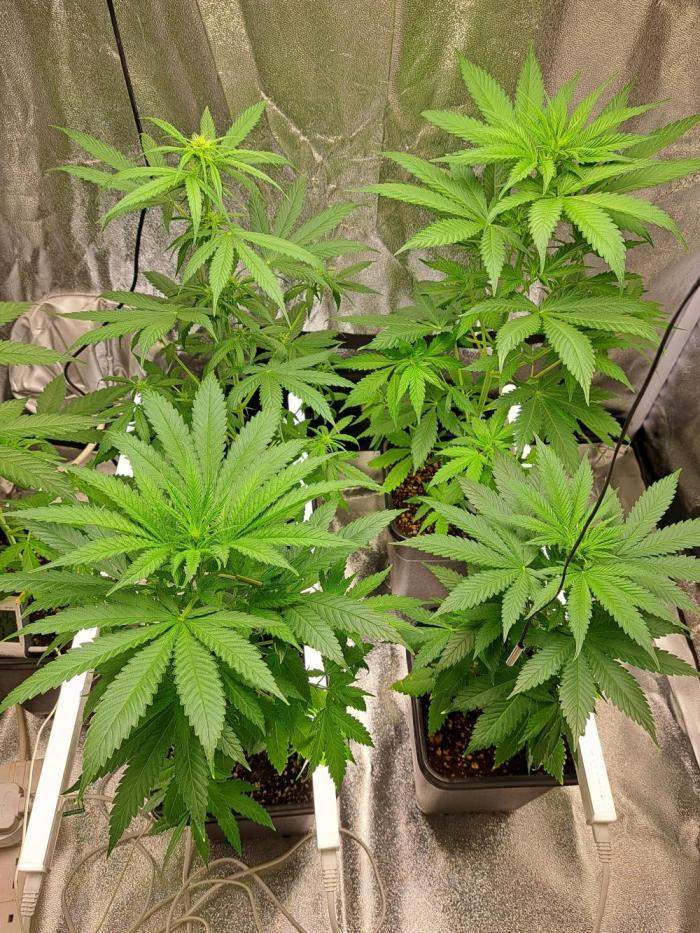 00 shit seeds. Week 3 - So after 2 decide to autoflower I switched the lights to12/12 2 in week 2 3 wek1