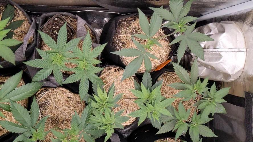 Ethos hash plant hunt