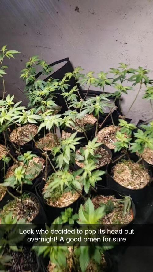 Ethos hash plant hunt