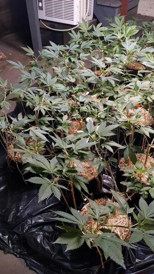 Ethos hash plant hunt