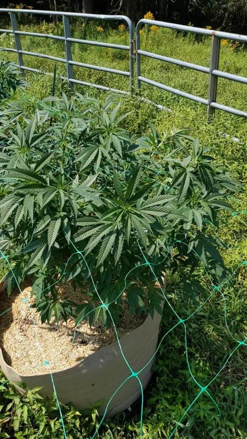 Ethos hash plant hunt