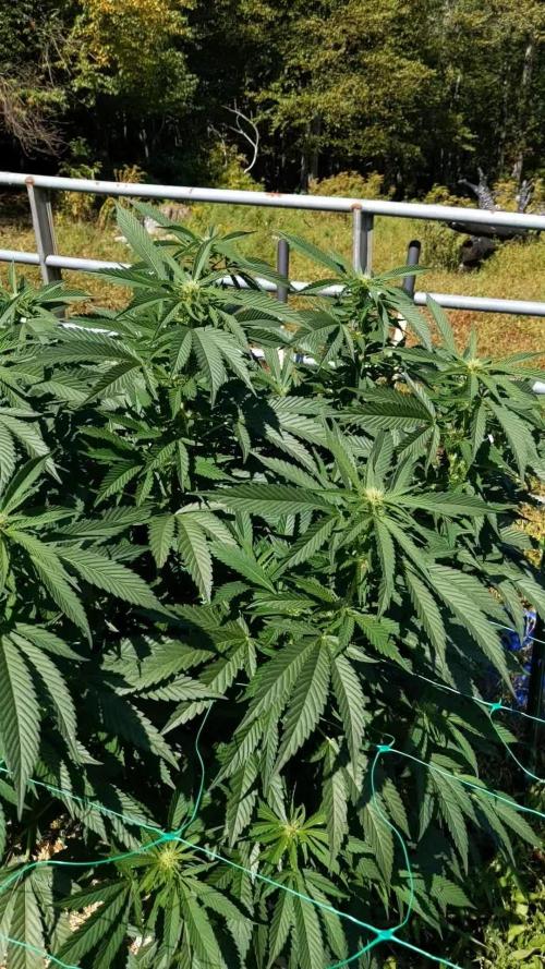 Ethos hash plant hunt