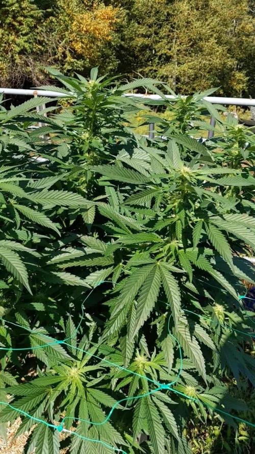 Ethos hash plant hunt