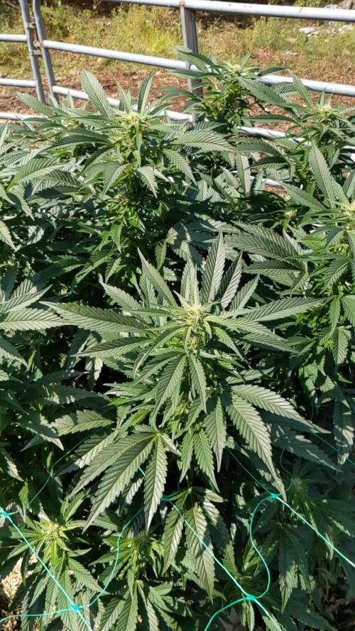 Ethos hash plant hunt