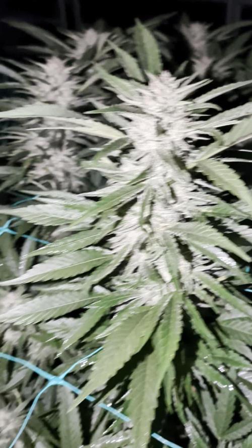 Ethos hash plant hunt