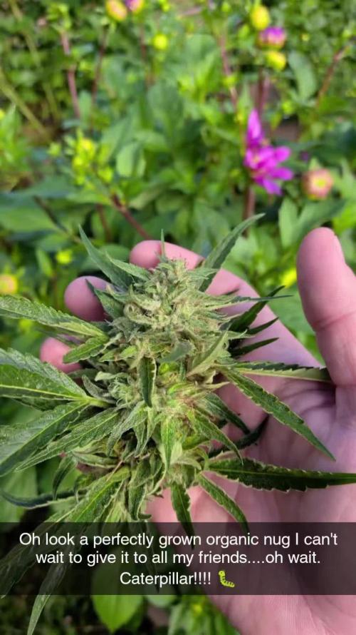 Ethos hash plant hunt