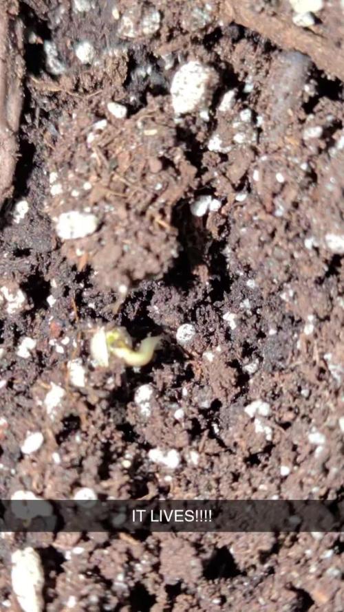 Outdoor organic 2026.