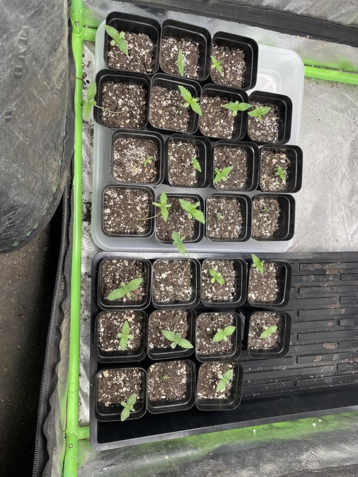 Outdoor organic 2026.. Week 2