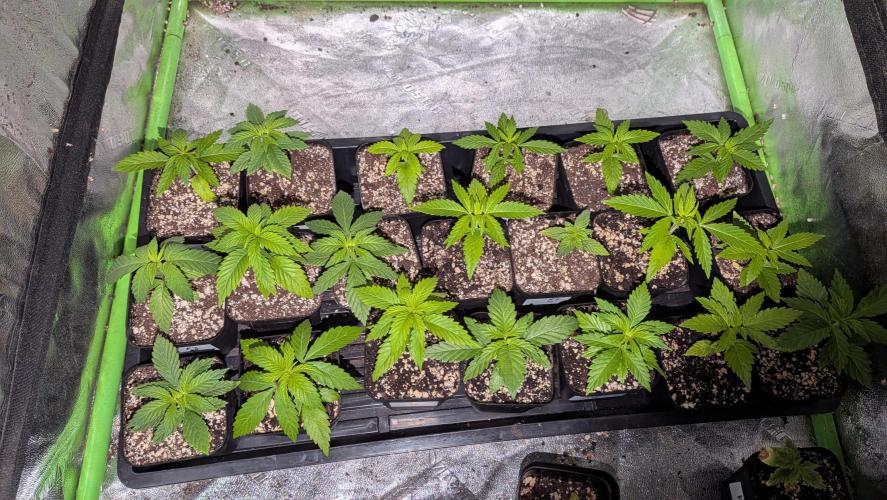 Outdoor organic 2026.. Week 4