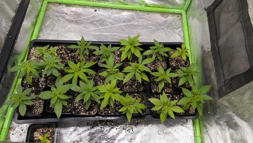 Outdoor organic 2026.. Week 4 - Topping the specimens that are 5 nodes. 