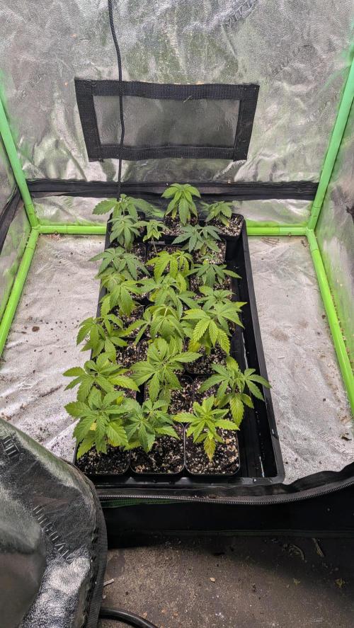 Outdoor organic 2026.. Week 5
