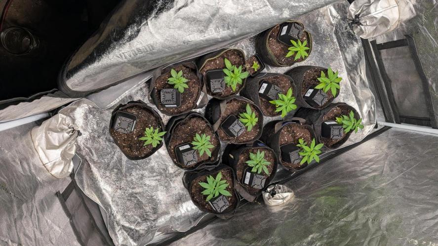 Outdoor organic 2026.. Week 5