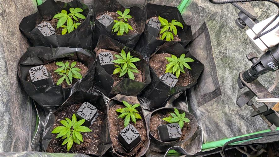 Outdoor organic 2026.. Week 5