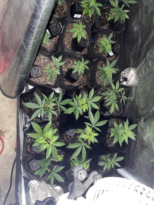 Outdoor organic 2026.. Week 6