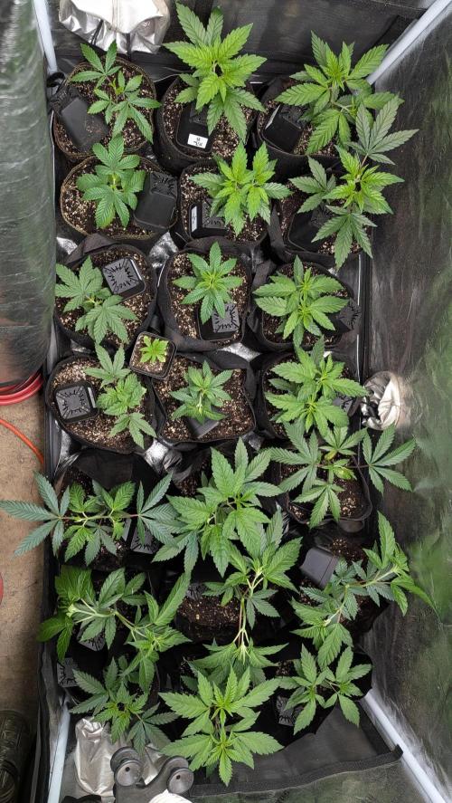 Outdoor organic 2026.. Week 6