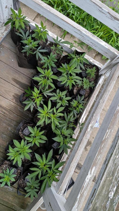 Outdoor organic 2026.. Week 7