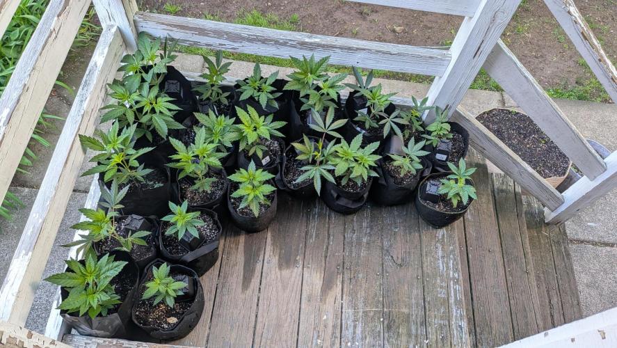 Outdoor organic 2026.. Week 7