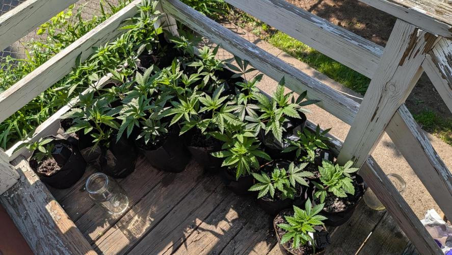 Outdoor organic 2026.. Week 7