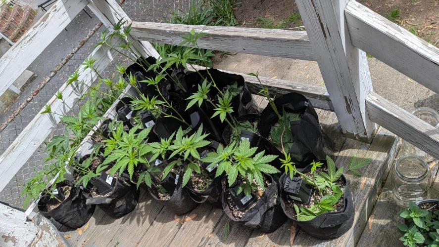 Outdoor organic 2026.. Week 8 - Ethos og kush is insanely nice. R2 looks wimpy in comparison minus one pheno