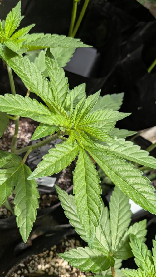 Outdoor organic 2026.. Week 8
