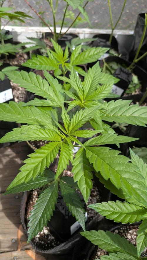Outdoor organic 2026.. Week 8