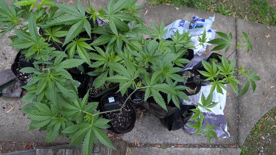 Outdoor organic 2026.. Week 9