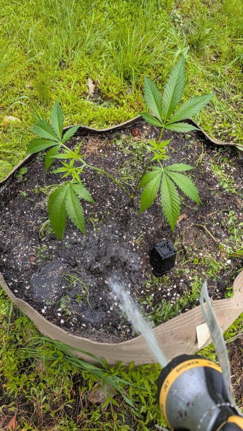 Outdoor organic 2026.. Week 9 - Transplanted may 31