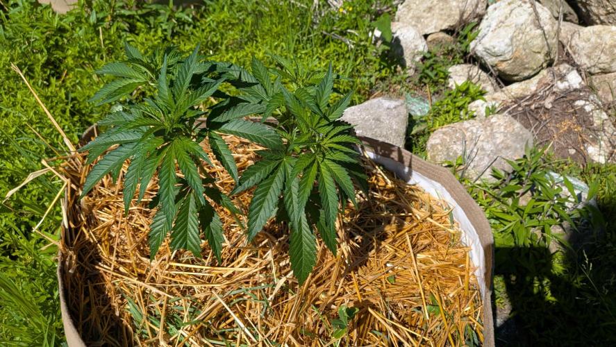 Outdoor organic 2026.. Week 11