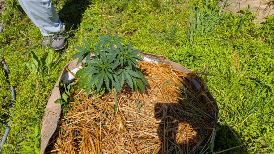 Outdoor organic 2026.. Week 11