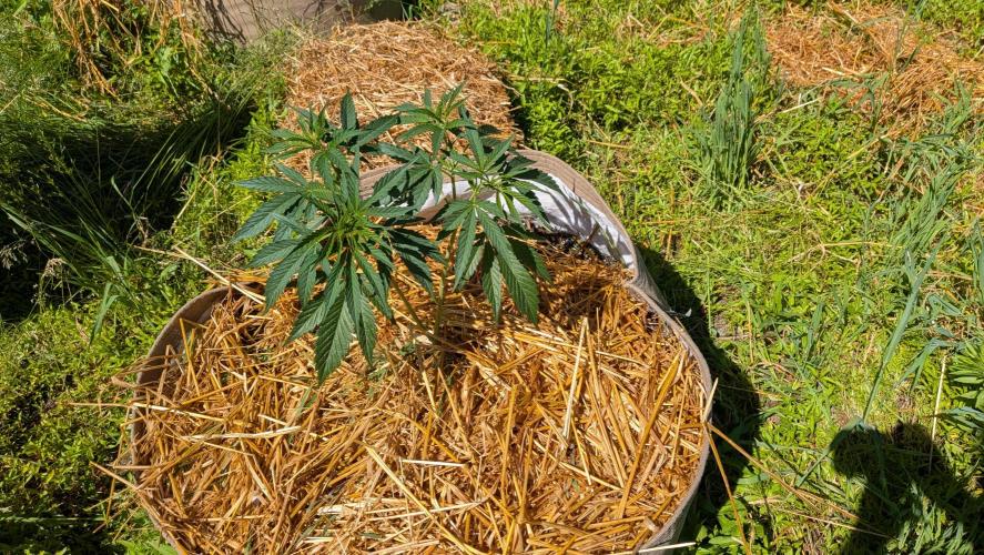 Outdoor organic 2026.. Week 11