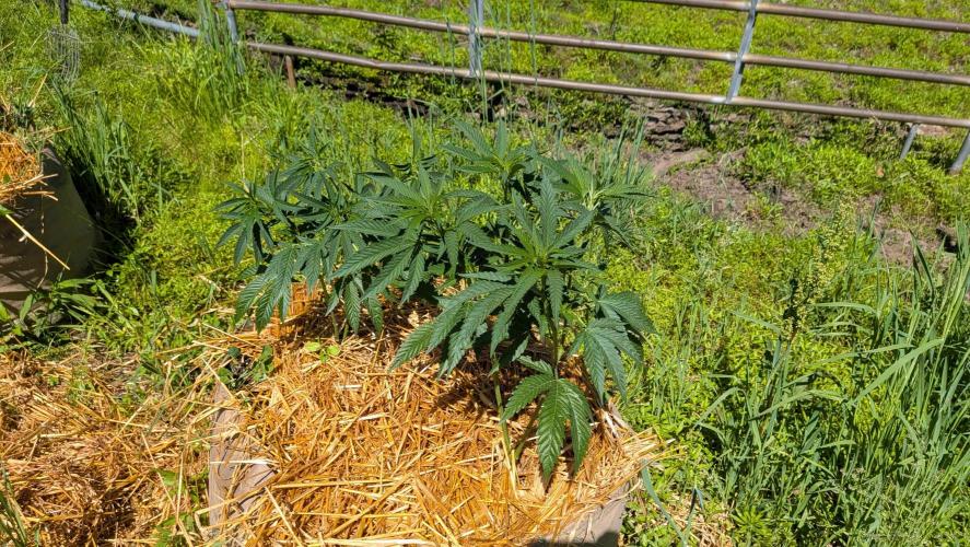 Outdoor organic 2026.. Week 11