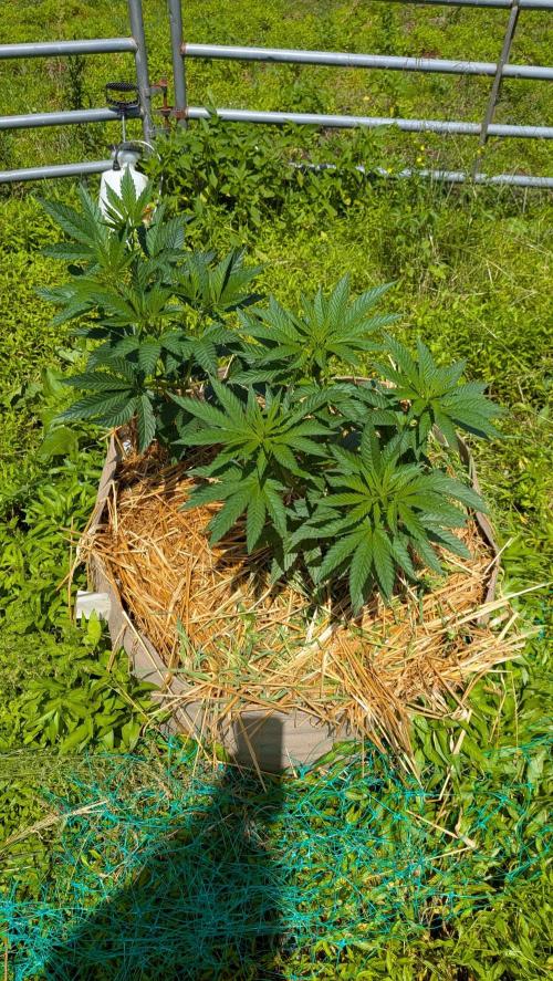 Outdoor organic 2026.. Week 12