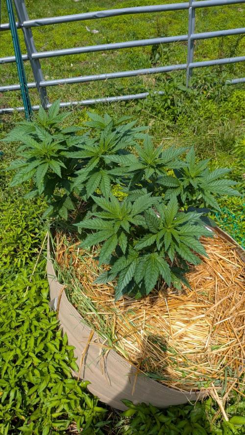 Outdoor organic 2026.. Week 12
