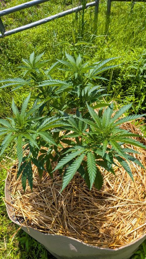 Outdoor organic 2026.. Week 12