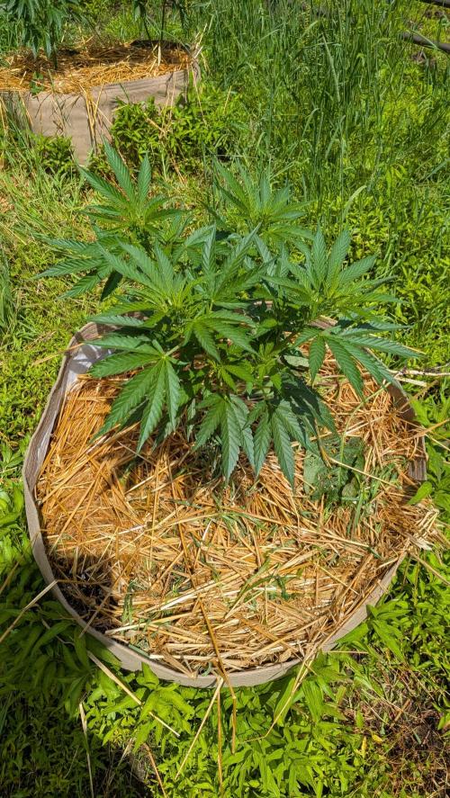 Outdoor organic 2026.. Week 12