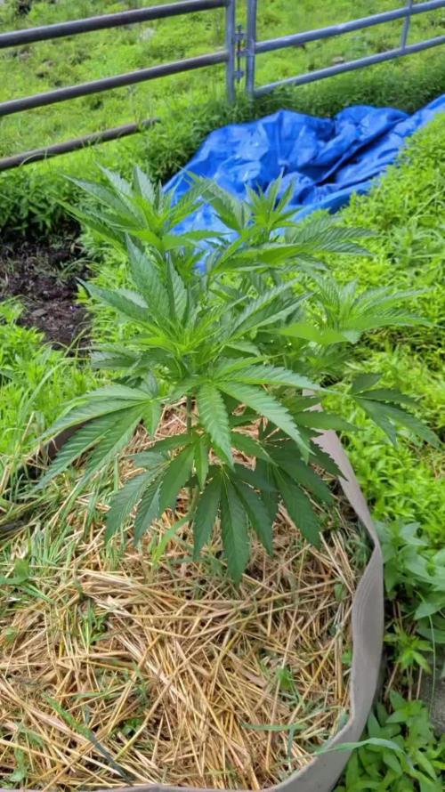 Outdoor organic 2026.