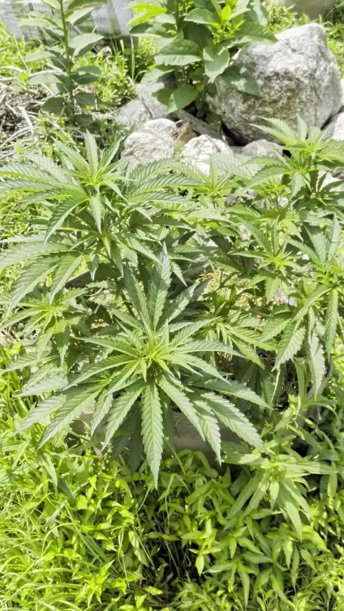 Outdoor organic 2026.