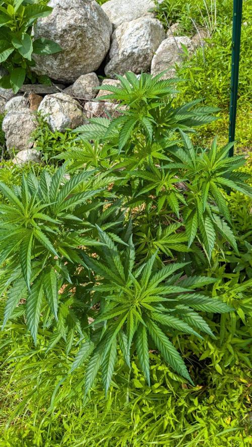 Outdoor organic 2026.. Week 13