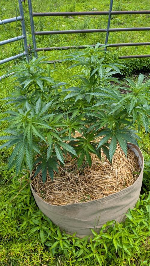 Outdoor organic 2026.. Week 13