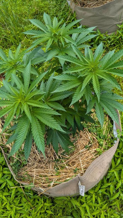 Outdoor organic 2026.. Week 13