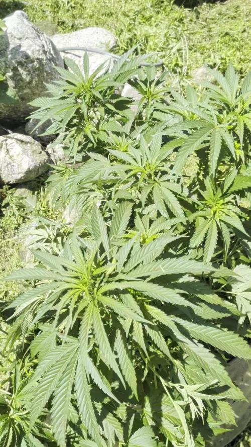 Outdoor organic 2026.
