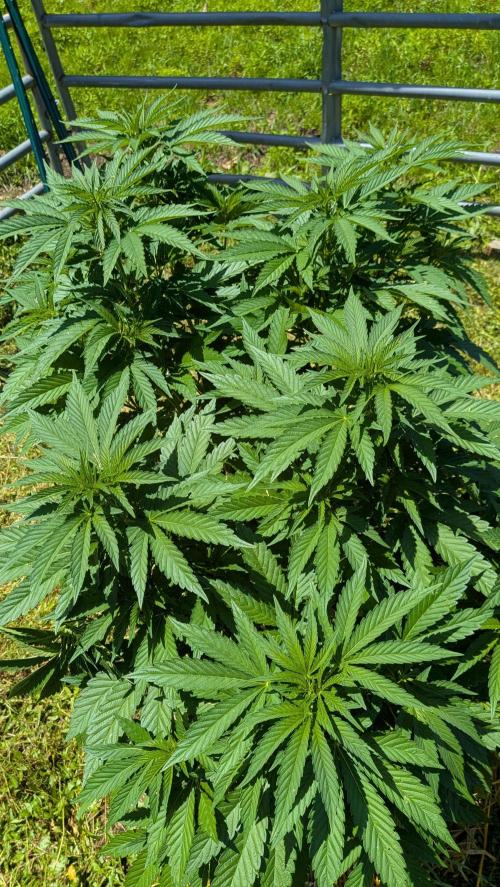 Outdoor organic 2026.. Week 14
